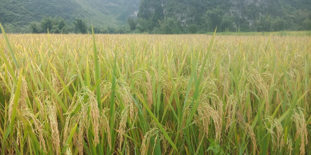 Yen Nhi Homestay Ban Gioc Cao Bang Extérieur photo